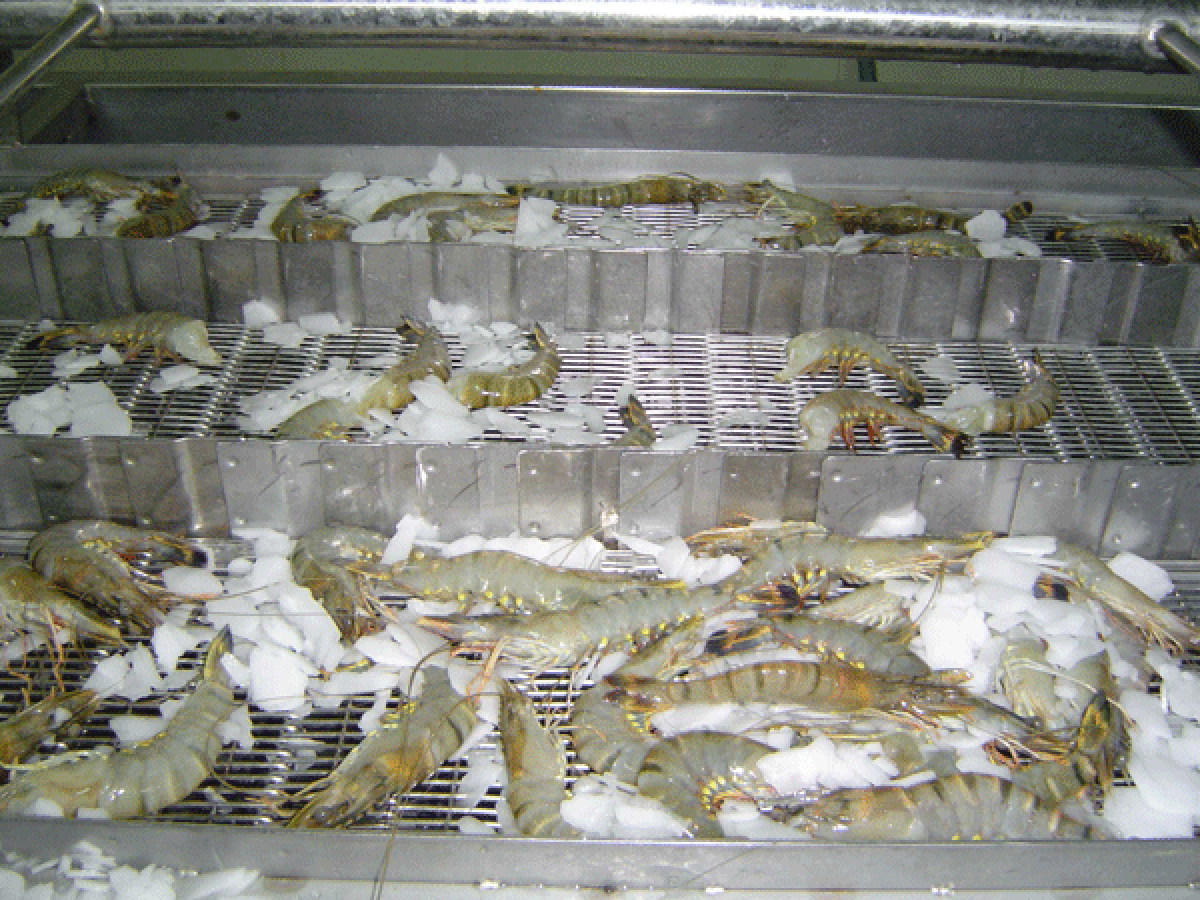 Thanh lý kho lạnh bảo quản hải sản