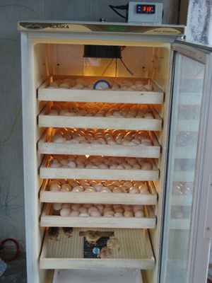 Kỹ thuật ấp trứng bằng tủ lạnh
